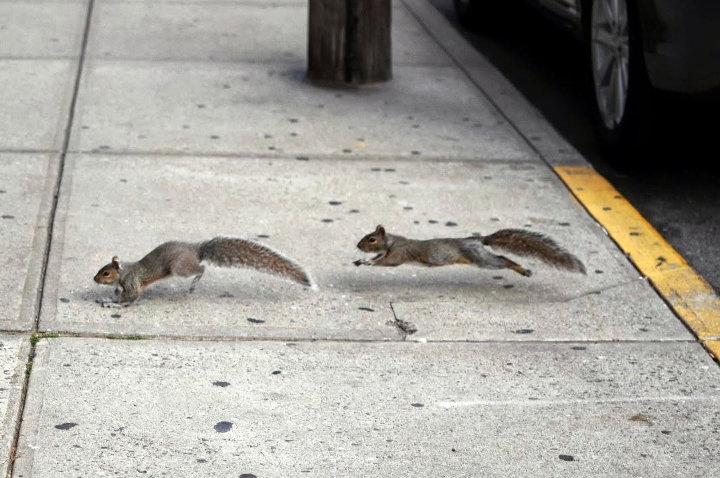 Picture of two squirrels in hot pursuit